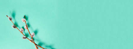 Pussy willow twig on green color background. Copy space. Empty text place. Banner. Easter holiday card. Springtime mockup design. Christ is risen. Palm Sunday. Symbol of faith. To view. Visiting card.の写真素材