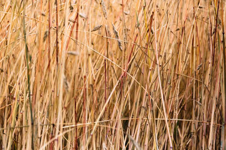 August, harvest time. Ripe ears of wheat are photoshot closeup on a field background. Art close-up....