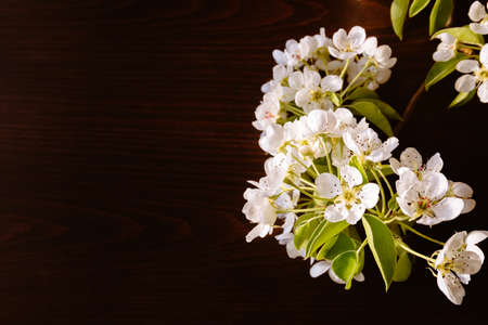 White sprig of blooming cherry tree on black background. Banner or holiday certificate, copy space,...