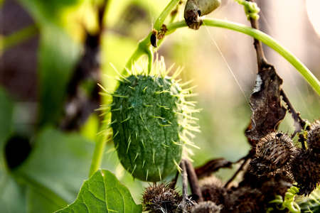 Fruits of squirting wild cucumber plants, Ecballium elaterium, on a background of green leaves. August. Ripening of the plant. Natural fence decoration or hedge. Close-up. Wildlife nature wallpaper.の写真素材
