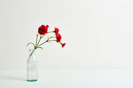 Red carnation bouquet in glass vase on white color background.の写真素材