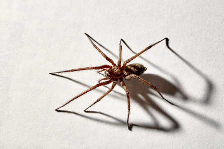 Predatory spider isolated on white background. Tegenaria agrestis. Large representative of the...