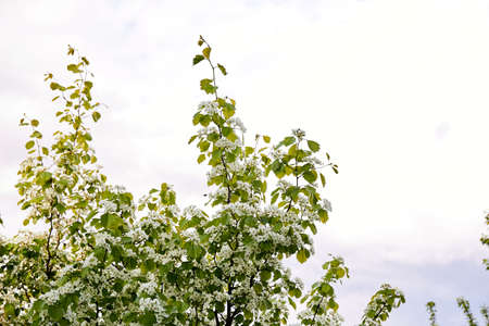 Blooming hawthorn bush branch. White flowers. Growing tree. Green leaves. Spring flowering period....