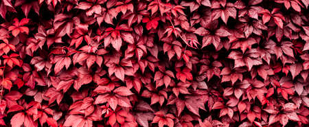 Decorative background of wild red grapes leaves. Nature texture. Banner. Five-leaved ivy natural wallpaper. Copy space. Garden hedge. Thickets creeper. Front and back yard decor. Autumn landscape.の写真素材