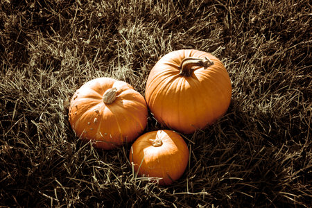 three big orange pumpkin in the field sepiaの写真素材