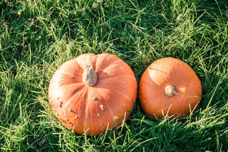 two big orange pumpkins in the green grass fieldの写真素材