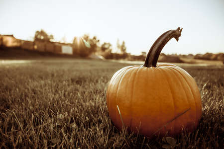 one big orange pumpkin in the field