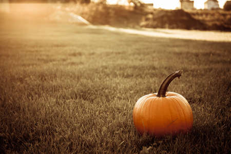 big orange pumpkin in the fieldの写真素材