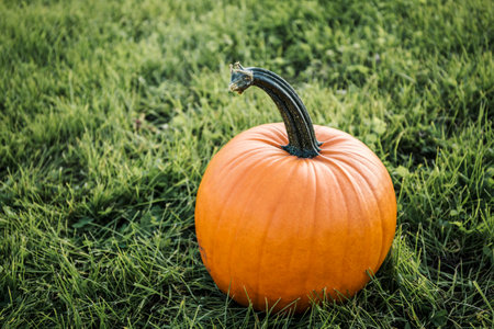 big orange pumpkin in the field