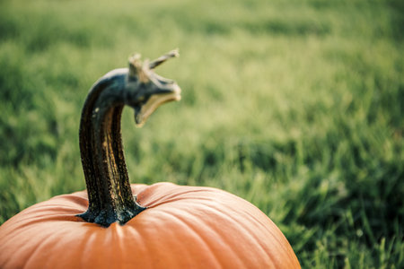 big orange pumpkin in the fieldの写真素材
