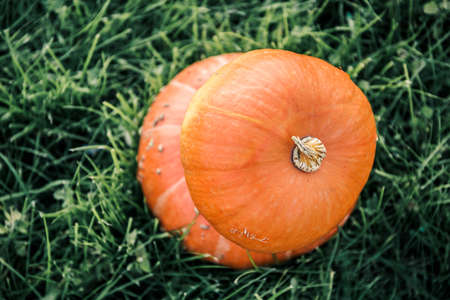 big orange pumpkin in the fieldの写真素材