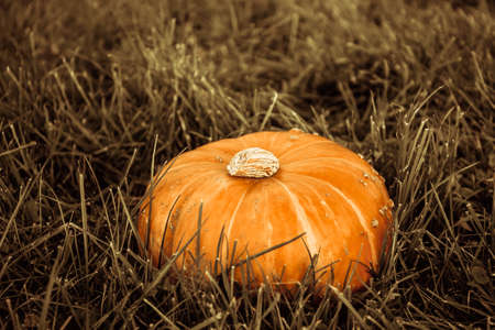 big orange pumpkin in the fieldの写真素材