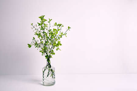 Glass vase with twigs of blossoming cherry on a white background with copy space. Spring flower bouquet. Interior decor. Elegant business card mockup. Mothers day postcard. Freshness. Minimalist.の写真素材