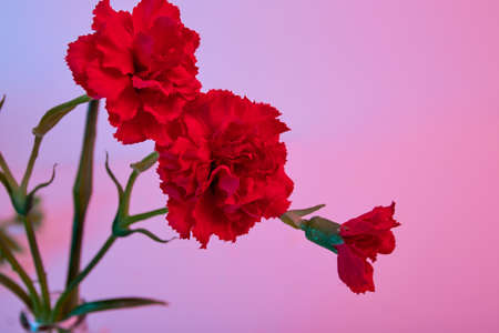 Red carnation bouquet in glass vase on blue and pink color background. Copy space. Flower design. Business card mockup. Memorial day. Elegant style. Happy celebration. Holiday decoration. Text place.の写真素材