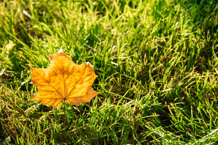 One dry yellow maple leaf on green grass background close-up. Autumn season landscape detail. Bright nature colors. Warm sunny weather forecast. Copy space. Mockup design for a thanksgiving day card.の写真素材
