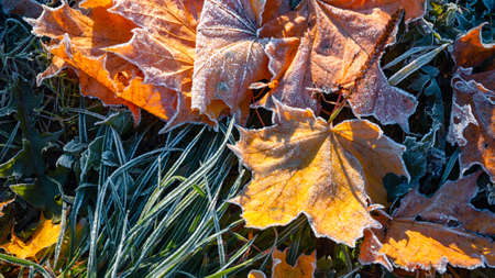 First morning frost on a lawn and dry fallen maple leaves. Close-up. Copy space. Late autumn season. Weather forecast background. Nature detail. Winter. Top view. Garden cleaning. Organic fertilizer.の写真素材