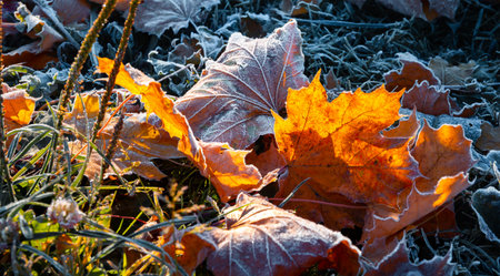 First morning frost on a lawn and dry fallen maple leaves. Close-up. Copy space. Late autumn season. Weather forecast background. Nature detail. Winter. Top view. Garden cleaning. Organic fertilizer.の写真素材