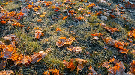 First morning frost on green grass and dry fallen maple leaves. The lawn is prepared to winter. Copy space. Late autumn. Weather forecast background. Nature detail. Winter. Top view. Garden cleaning.の写真素材