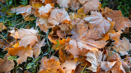 First morning frost on a dry fallen maple leaves. Close-up. Copy space. Banner. Late autumn. Weather forecast background. Nature detail. Winter season. Top view. Garden cleaning. Organic fertilizer.の写真素材