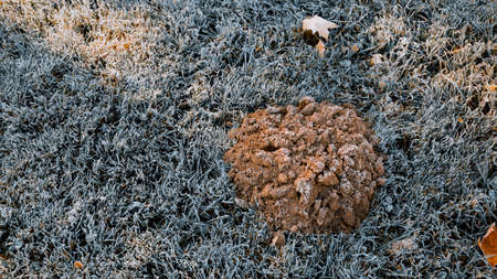 Mole hole on the lawn at frost. One big molehill on green grass. Garden damage by wild animal....