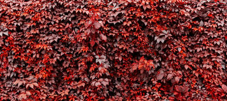 Decorative background of wild red grapes leaves. Nature texture. Banner. Five-leaved ivy natural wallpaper. Copy space. Garden hedge. Thickets creeper. Front and back yard decor. Autumn landscape.の写真素材