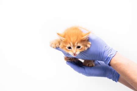 Checkup and treatment of a ginger kitten by a doctor at a vet clinic isolated on white background, vaccination of pets.の写真素材