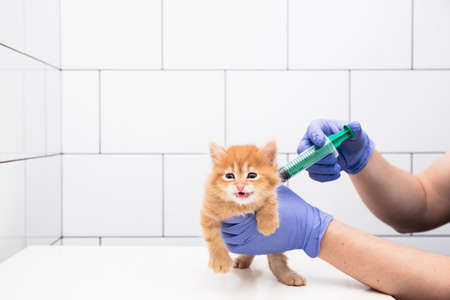 Checkup and treatment of a ginger kitten by a doctor at a vet clinic isolated on white background, vaccination of pets. Cat. Copy psace.の写真素材