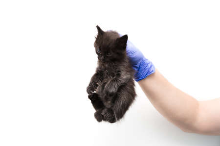 Checkup and treatment of black small kitten at a veterinarian visit in the veterinary clinic. Cat in doctor hands in latex gloves close-up. Banner with copy space on white background. Pet healthcare.の写真素材