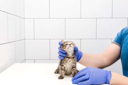 Cat. A veterinarian checks a cat's mouth and teeth at a vet clinic isolated on white background. Copy space.の写真素材