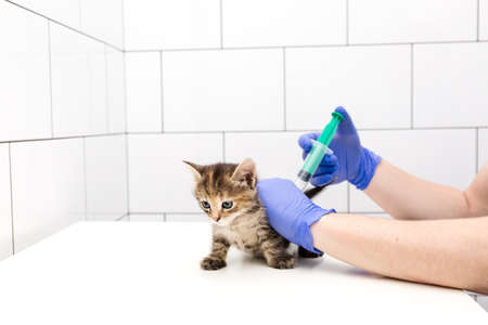 Cat. Checkup and treatment of a kitten by a doctor at a vet clinic isolated on white background, vaccination of pets. Copy space.の写真素材