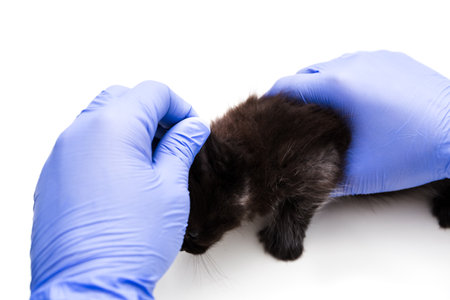 Checkup fur and treatment of black small kitten at veterinarian visit in a veterinary clinic. Cat in doctor hands in latex gloves close-up. Banner with copy space on white background. Pet healthcare.の写真素材