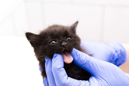 A veterinarian checks a cat mouth and teeth at a vet clinic isolated on white background. Black kitty. Pink tongue. Small animal. Homeless help. Volunteer care. Outbred pet. Young kitten. Doctor hand.の写真素材