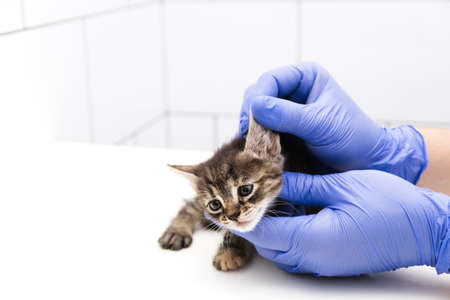 Checkup and treatment of kitten by a doctor at a vet clinic isolated on white background, vaccination of pets, tabby cat. Copy space. Bannerの写真素材