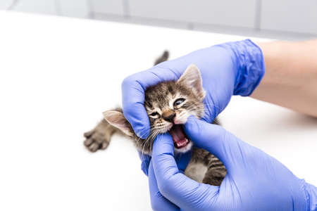 Cat. A veterinarian checks a cat's mouth and teeth at a vet clinic isolated on white background. Copy space.の写真素材