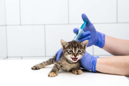 Cat. Checkup and treatment of a striped kitten by a doctor at a vet clinic isolated on white...