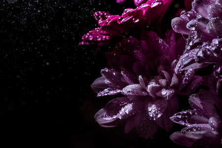 Banner with beautiful bouquet of chrysanthemum under water drops spray on black background with copy space. Business card of online shop delivery service. Funeral flower. Day of Remembrance. Darkness.の写真素材