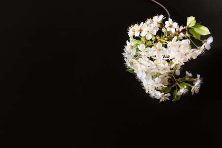 White sprig of blooming cherry tree on black background. Banner or holiday certificate, copy space,...