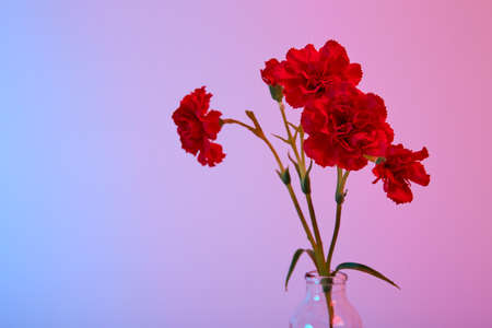 Red carnation bouquet in glass vase on blue and pink color background. Copy space. Flower design....