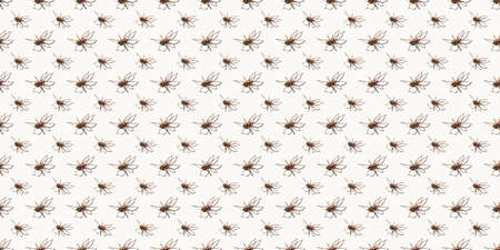 Seamless pattern with big spider isolated on white background. Large representative of the domestic arachnid. Fear or spider phobia. 8 legs. Copy space. Studio photo. Flower shape art conceptの写真素材