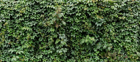 Decorative background of wild green grape leaves. nature texture. Banner. Five-leaved ivy natural...