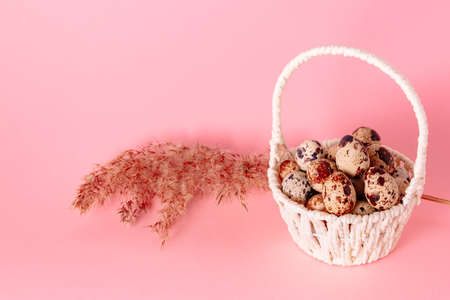 White basket full of quail eggs and dry grass branch on pink paper background. copyspace. Banner. easter greeting card. Religious holiday. Springtime pastel color design. Health food. Decoration.の写真素材
