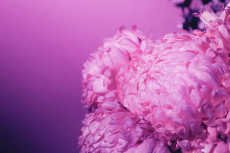 Purple flower bud petal close-up. Gentle background. Banner. Horizontal postcard with lush chrysanthemum, peony, rose or carnation. Holiday mockup design of gift certificate. mother day card template.の写真素材