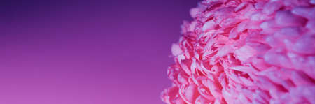 Purple flower bud petal close-up. Gentle background. Banner. Horizontal postcard with lush chrysanthemum, peony, rose or carnation. Holiday mockup design of gift certificate. mother day card template.の写真素材