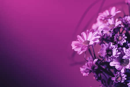 Pink chrysanthemums bouquet on yellow background with copy space. text place. Holiday mockup design of gift certificate. mother day card template. Bright colors.の写真素材