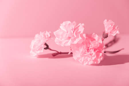 Pink carnation flower on the table, close-up. copyspace. holiday card. mothers day postcard. international woman day. Gentle girlish template. minimalist. vintage style. Foamiran material hobby. DIY.の写真素材