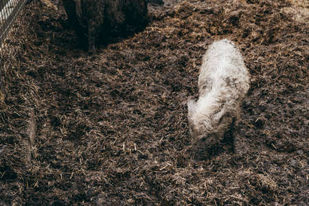 Wild baby boars walking on the straw in a pigsty of zoo. farm life. Dirty pet. Small animal in enclosure. Pet. hairy pig. Wet weather. Strong aviary fence. no people. Rural tourism. White. copyspace.の写真素材