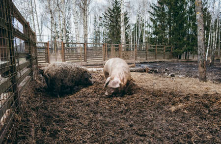 Wild boars family walking on the straw in a pigsty of zoo. farm life. Animals in enclosure. Dirty. Large dangerous pets. hairy pig. Wet weather. Strong aviary fence. no people. Rural tourism.の写真素材