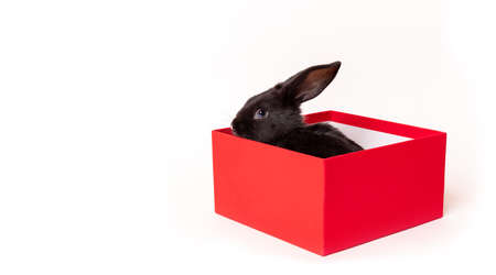 A black rabbit sits in a red box. isolated on a white background. Space for text.の写真素材