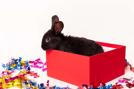 Small black rabbit sits in a red gift box isolated on white background with confetti. Hare is the symbol for 2023 according to the eastern calendar. Holiday gift for Christmas and New Year. postcard.の写真素材