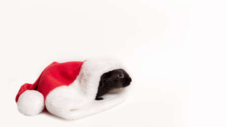 Small black rabbit lays in red Santa Claus hat isolated on a white background. Hare is the symbol of 2023 according to the eastern calendar. Holiday gift for Christmas and New Year. copyspace. card.の写真素材